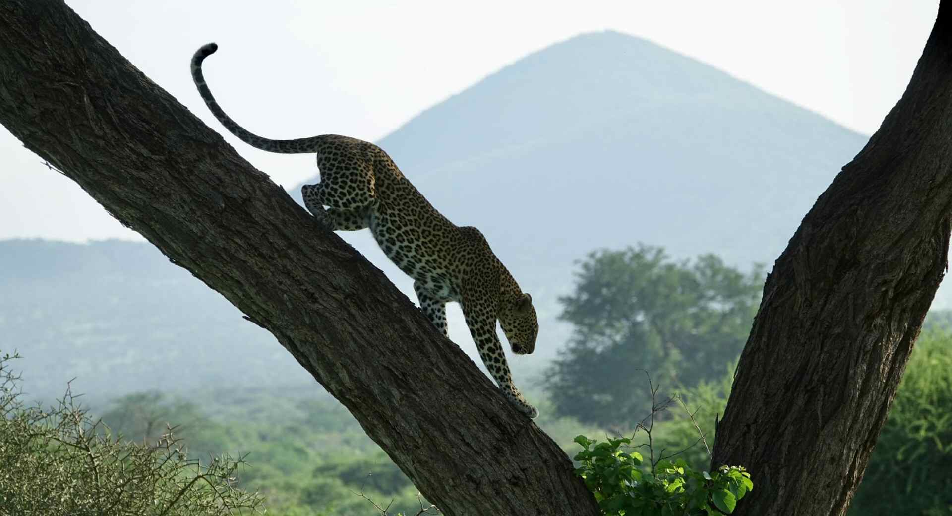 Cheetah on a tree