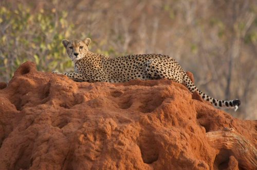 08-the-bush-camp-experience