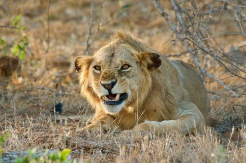 21-the-bush-camp-experience